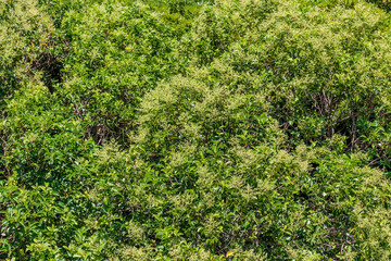 春の新緑の季節の樹木を撮影した写真