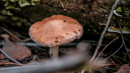 A Close Up View of a Mushroom Thriving in Its Natural Habitat During the Autumn Season
