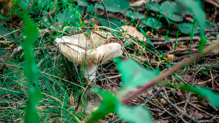 A Close Up View of a Mushroom Thriving in Its Natural Habitat During the Autumn Season