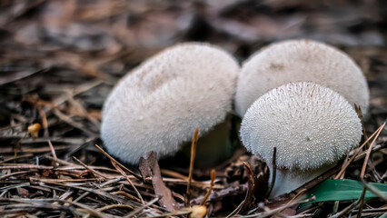 Three White Mushrooms Found Growing in Their Natural Habitat within the Beautiful Outdoors