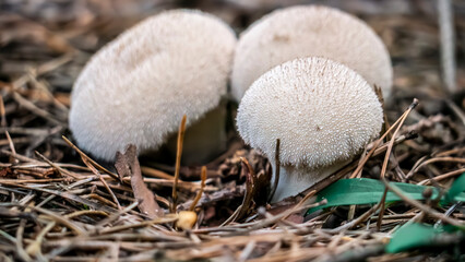 Three White Mushrooms Found Growing in Their Natural Habitat within the Beautiful Outdoors