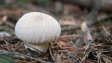 A Delicate White Mushroom is Growing in the Lush Forest Amidst the Surrounding Nature