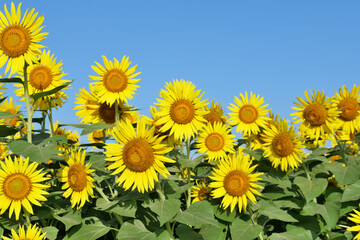 座間ひまわりまつりのひまわり畑
