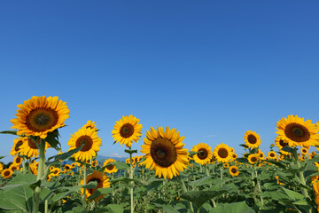 座間ひまわりまつりのひまわり畑
