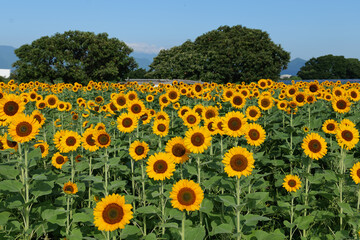 Obraz premium 座間ひまわりまつりのひまわり畑 