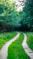 Obraz premium A Serene and Curved Path That Winds Through Lush Greenery in a Beautiful Forest Setting