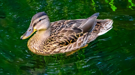 A Serene Duck is Swimming Gracefully in Clear Water That Reflects the Beauty of Nature