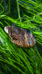 A Serene Duck is Swimming Gracefully in Clear Water That Reflects the Beauty of Nature