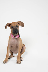 Playful Girl Dog with diaper Having Fun and posing in studio