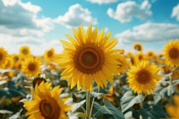 Fototapeta premium Sunflower Field Under a Blue Summer Sky