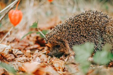 Forest hedgehog and physalis berries in brown leaves in the autumn forest. hedgehog muzzle close-up. Forest animals and inhabitants 