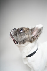 Adorable Fluffy French Bulldog with Playful Expressions on white background.
