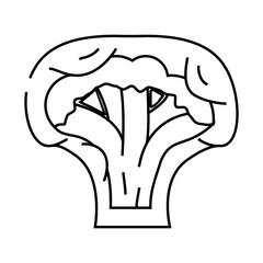 broccoli muffins line icon vector. broccoli muffins sign. isolated contour symbol black illustration
