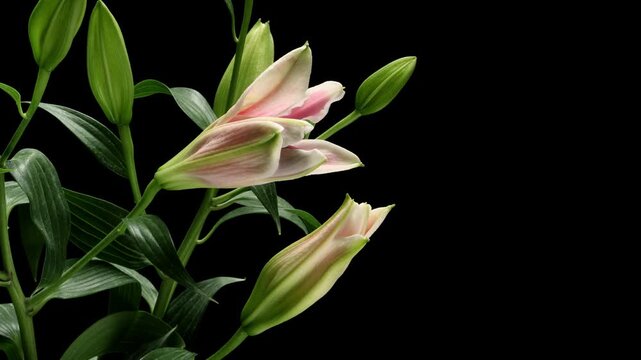Time-lapse series of pink lily flowers blooming. Studio shot over black.
