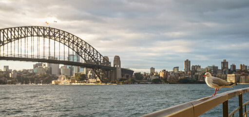 Sydney Harbour Bridge, with Foreground Seagull