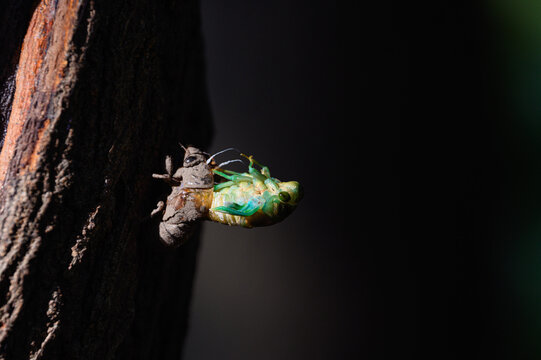 Molting cicada attached to a tree