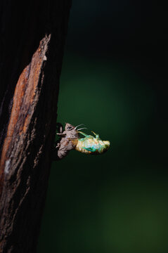 Molting cicada attached to a tree