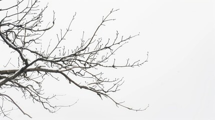 Fototapeta premium Snow-covered tree branch under a wintry sky, capturing the tranquil beauty of nature's frosty embrace