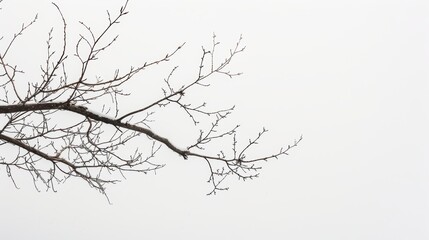 Snowy tree branch reaches towards the winter sky, creating a serene scene with a minimalist backdrop. Perfect for winter projects