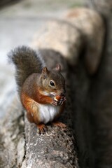 ドングリを手に持ち食べるニホンリス