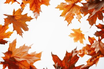 A collection of leaves arranged in a circle against a bright white sky