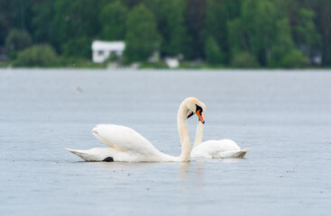 Two Graceful white Swans swimming in the lake, swans in the wild