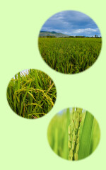 three rice plant icons in a circle on a green background