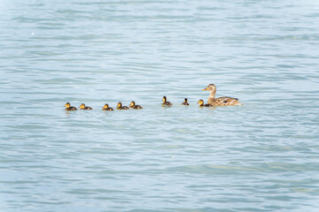 A family of ducks, a duck and its little ducklings are swimming in the water. The duck takes care of its newborn ducklings. Mallard, lat. Anas platyrhynchos