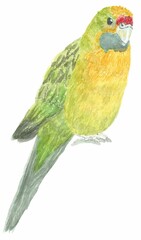 Illustration of Australian native bird, green rosella
