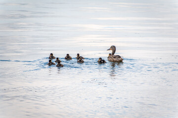 A family of ducks, a duck and its little ducklings are swimming in the water. The duck takes care of its newborn ducklings. Mallard, lat. Anas platyrhynchos