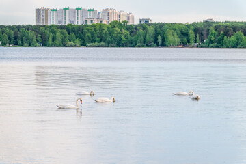 Graceful white Swans swimming in the lake, swans in the wild