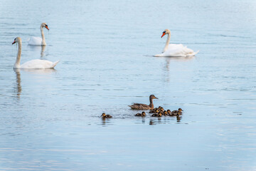 Naklejka premium A family of ducks, a duck and its little ducklings are swimming in the water. The duck takes care of its newborn ducklings. Mallard, lat. Anas platyrhynchos