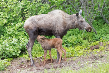 moose feeding baby in the woods