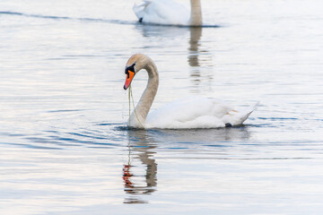 Fototapeta premium Graceful white Swan swimming in the lake, swans in the wild. Portrait of a white swan swimming on a lake.