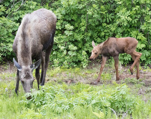 Moose mom and baby in a field