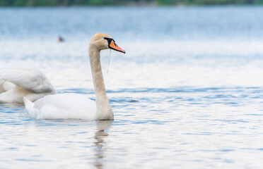 Graceful white Swan swimming in the lake, swans in the wild. Portrait of a white swan swimming on a lake.