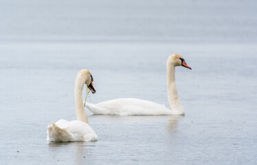 Two Graceful white Swans swimming in the lake, swans in the wild