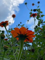 Obraz premium orange Mexican sunflower flower and sky