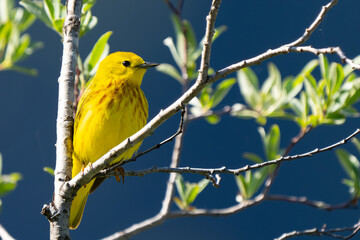 Yellow Warbler Foraging in Springtime