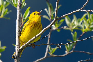Obraz premium Yellow Warbler Foraging in Springtime