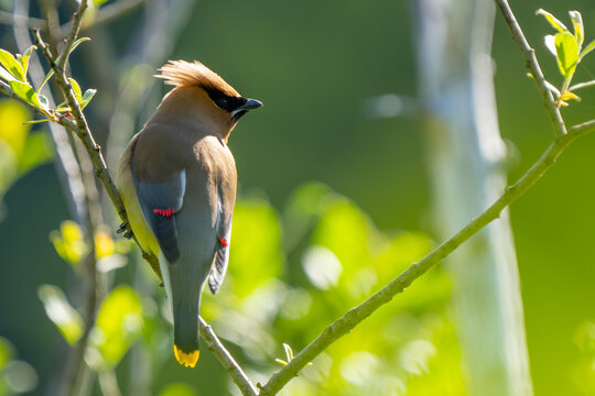 Handsome Cedar Waxwing Bird in Backlit Conditions