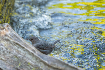 American Dipper Forages Along River Edge