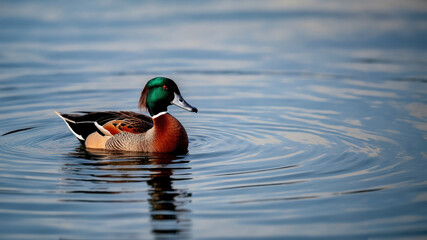 Obraz premium Serenity on the Pond: A Mallard's Peaceful Reflection