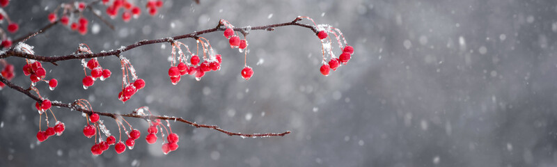 Red crabapple berries tree branches with wet snow in winter web banner - Powered by Adobe