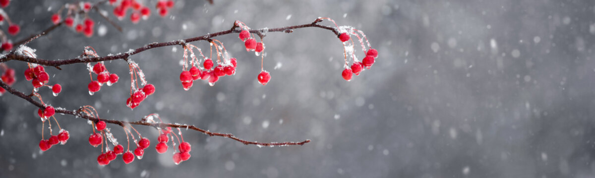 Red crabapple berries tree branches with wet snow in winter web banner
