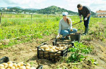 Positive couple picking harvest of potatoes on the farm field