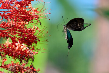  Papilionidae swallowtail butterfly pollinating flowers.