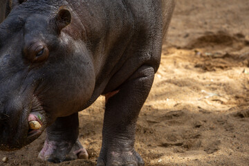 Obraz premium A Hippopotamus (Hippopotamus amphibius).