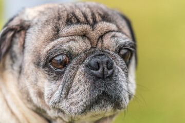 Obraz premium Close-up of the face of a pug