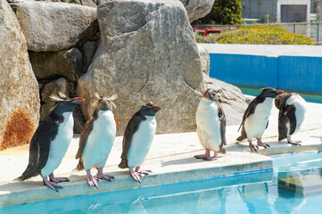 動物園で暮らしているかわいらしいペンギン達が水際に立っている様子